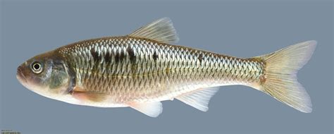 Common Shiner Minnow