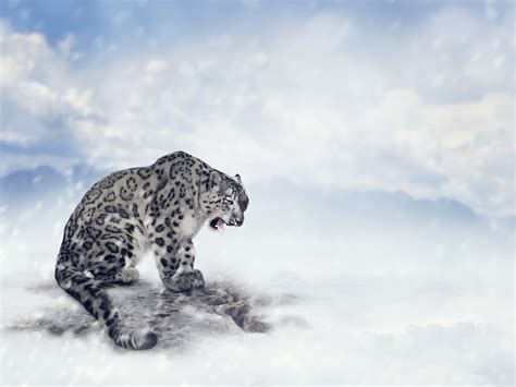1229791 Hd Snow Leopards Rare Gallery Hd Wallpapers