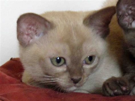 At this tragic time, the burmese people can be assured of the support of the international community. Green Dragonette: A Burmese Kitten Interlude...