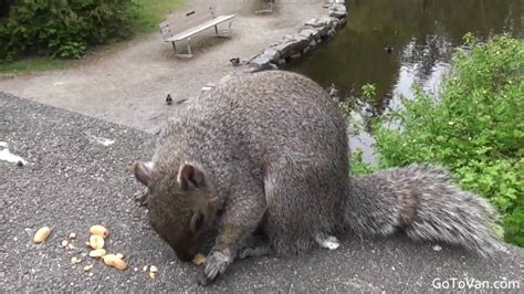 Raccoon Squirrel Skunk Baby Duck Stanley Park Vancouver Youtube
