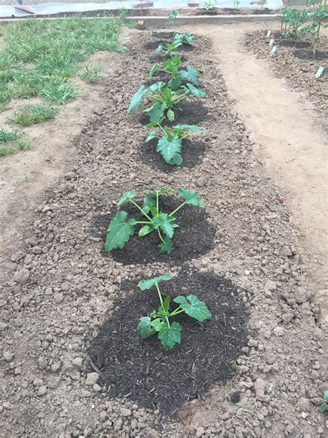 Check spelling or type a new query. Zucchini is starting to grow out 😊 : gardening