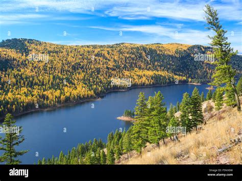 Fall Colors Of Larch Above Salmon Lake In The Clearwater River Valley
