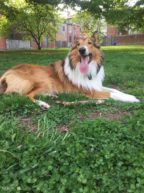 Collie For Stud Stud Dog In Baltimore United States Breed Your Dog