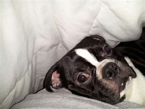 Loves Sleeping Under Mommies Blankets Animals Boston Terrier Terrier