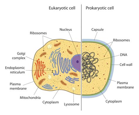 Bacteria, plant, and animal cells. Prokaryote Vs Eukaryote Coloring Worksheet / Eukaryotic ...