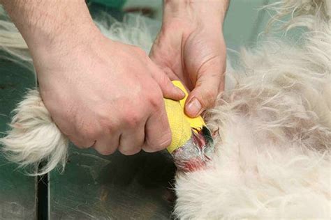 How Do You Treat A Dog Wound