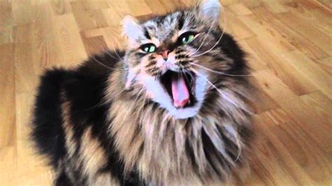 Cezeks The Cat Yawn In Slow Motion Youtube