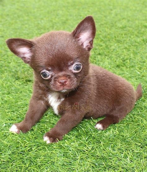 Male Chocolate Chihuahua Puppy Cute Chihuahua Chihuahua Puppies