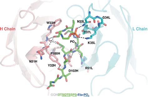 Crystal Structure Of The Antigen Binding Fragment Of Wild Type Antibody