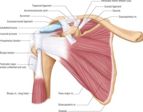 How is impingement syndrome diagnosed? Posterior muscles and ligaments of the shoulder girdle ...