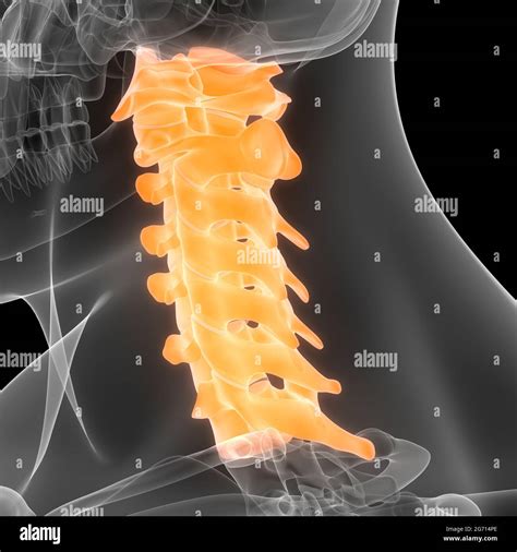 Spinal Cord Vertebral Column Cervical Vertebrae Of Human Skeleton