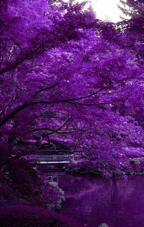 See more ideas about purple aesthetic, purple, aesthetic. #TheGreatOutdoors | Purple flowers, Purple aesthetic, Nature