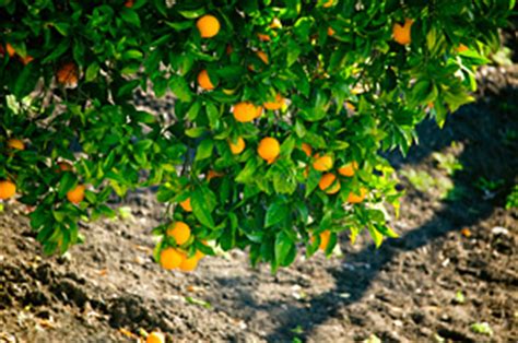 We've learned the best way to keep them healthy is to purchase the dwarf variety to grow in large pots. Cocktail Citrus: Whitfill Nursery Citrus trees