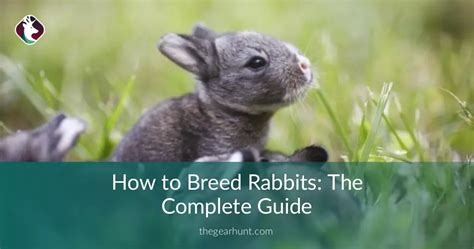 How To Breed Rabbits The Complete Guide Thegearhunt