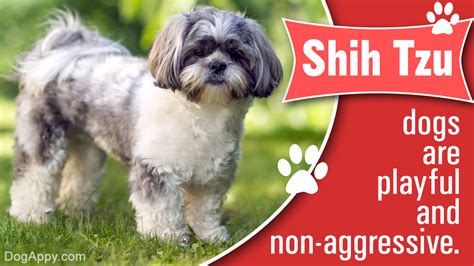 Belongs to the class of drugs called azole antifungals. How Much Do the Beautiful and Cute Shih Tzu Puppies Cost