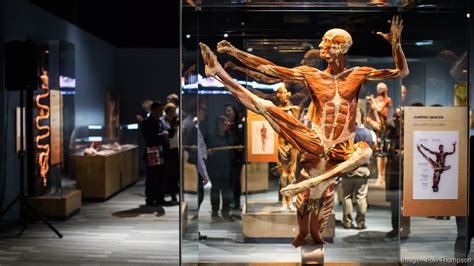 Body Worlds Decoded Opens For Unprecedented 10 Year Run At The Tech