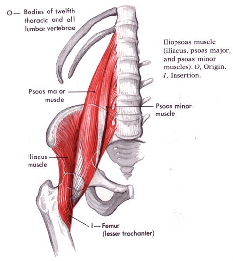 Iliopsoas Muscle Causes Symptoms Treatment Iliopsoas Muscle