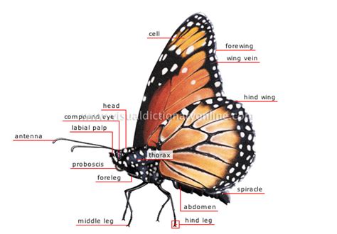 Animal Kingdom Insects And Arachnids Butterfly Morphology Of A