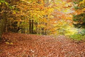 Gambar flora dan fauna bioma hutan gugur. Persebaran Flora Di Dunia