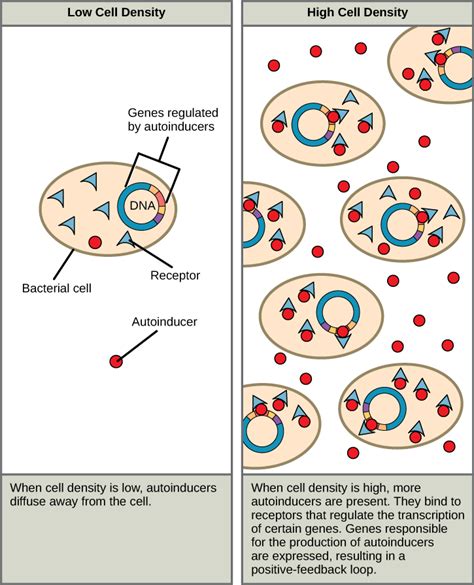 Signaling In Single Celled Organisms Biology For Majors I