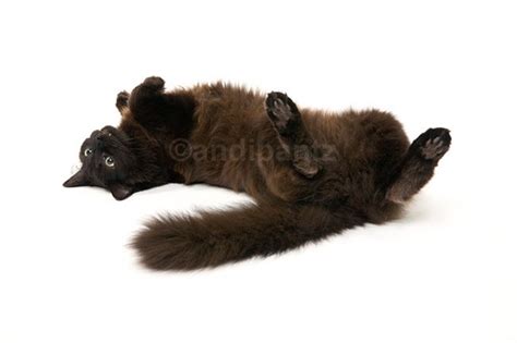 The breed originated in north america. Chantilly / Tiffany Cats | Grey tabby cats, Chantilly cat ...