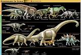 Photos of Interesting Dinosaur Fossil Facts