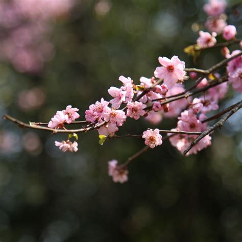 Download Wallpaper 2932x2932 Blur Bokeh Cherry Blossom Spring