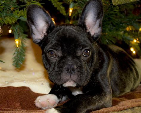 If they offer you a puppy and the price is well below that of the regular price be aware that bulldogs price ranges. french bulldog price Archives - French Bulldog Secrets Blog