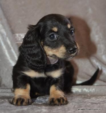 The dachshund, or wiener dog, is a lively, clever, & courageous a dachshund can be a good fit for a novice owner as long as they attend obedience and puppy. Puppy Pen - Quality Longhair and Smooth AKC Mini Dachshund puppies in Oregon and Washington ...