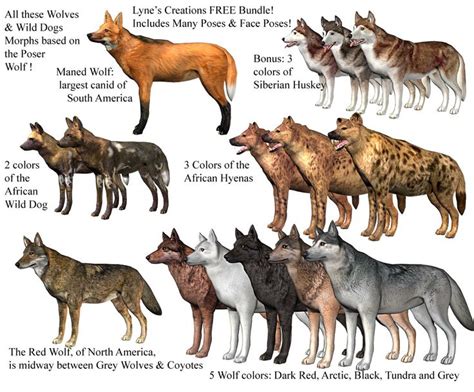 The Wolfs Are All Different Colors And Sizes