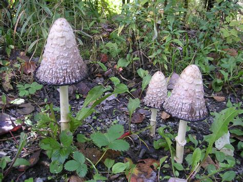 Tall Mushrooms Mushrooms On Mount Orfard Penny Flickr