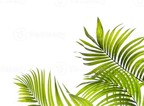 Groen Blad Van Palmboom Op Transparante Achtergrond Png Bestand