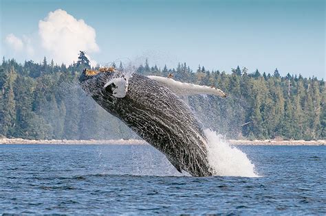 Vancouver Island Whale Watching Cruise Freedom Destinations
