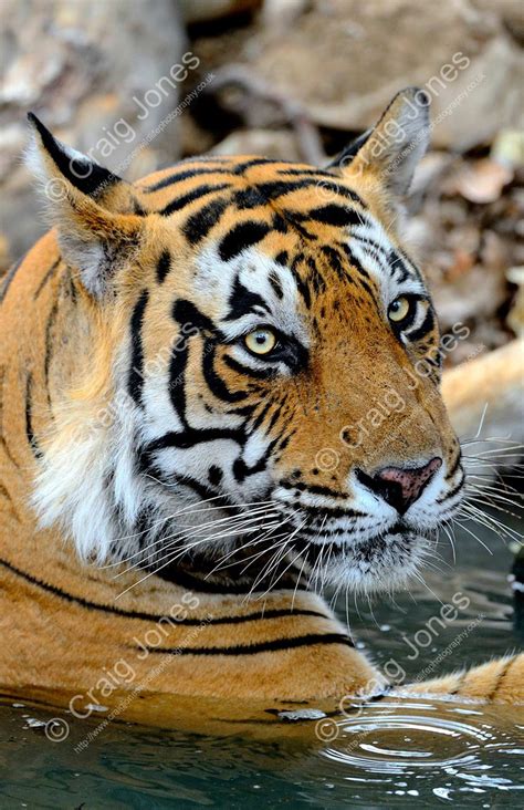 Bengal Tiger In Tiger Prints Craig Jones Wildlife Photography