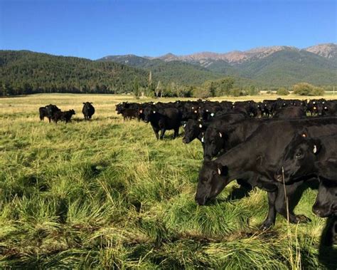 Cattle Ranches For Sale Livestock Info