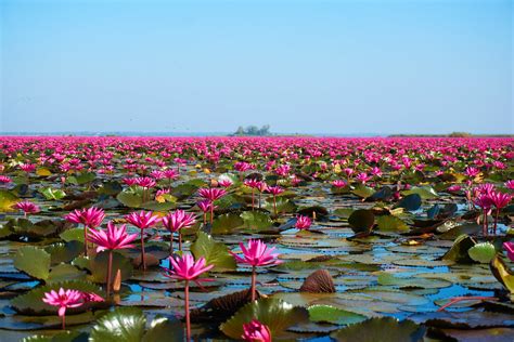 Red Lotus Lake Udon Thani Stefan Kuchler Flickr