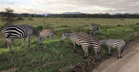 Safari En El Lago Nakuru 1 Día En Busca Del Rinoceronte Blanco