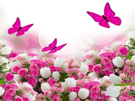 Download hd wallpapers for free on unsplash. Flower Bouquet White And Pink Roses And Flying Butterflies ...