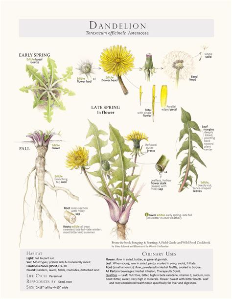 Foraging And Feasting Limited Edition Print Dandelion — Foraging And