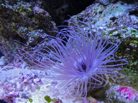 Undersea Beauty Coral Reef Plants Underwater Flowers Plants