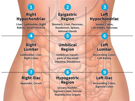 Left Hypochondriac Region Pain Differential Diagnosis Ovulation Symptoms