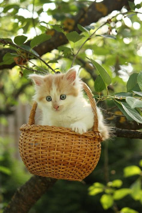 White Small Fluffy Kitten In The Basket Stock Image Image Of Gondola