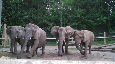 Distinguishing Between Members Of The Same Species Seneca Park Zoo