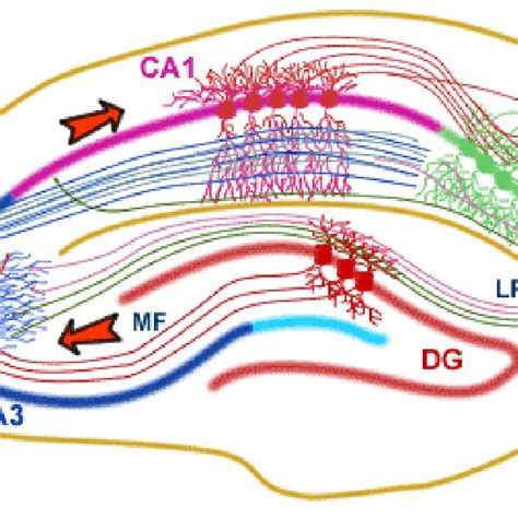 The Circuitry And Connections Of The Hippocampal Formation
