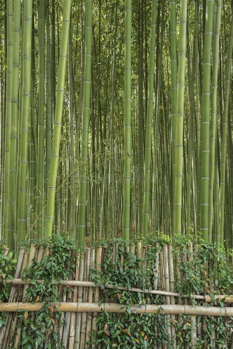 Bamboo Forest Stock Photo Image Of Kansai Orient Forest 103320810