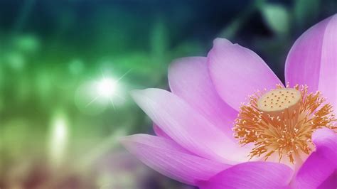 Beautiful Lotus Flower Wallpaper Hd Desktop Wallpapers