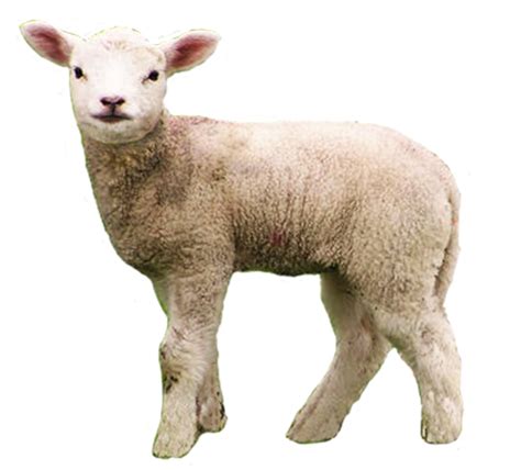 Collection Of Baby Lamb Png Pluspng