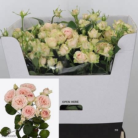 Rose Spray Sweet Giselle Cm Wholesale Dutch Flowers Florist