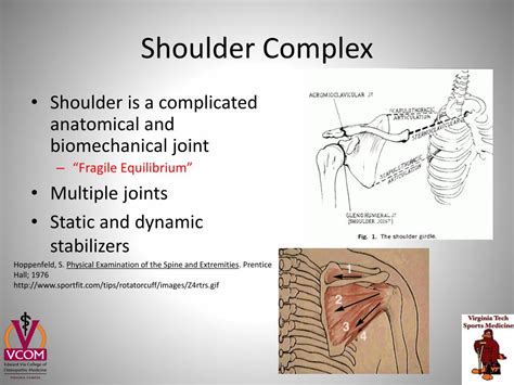 Ppt Shoulder Girdle Joint Injection Workshop Powerpoint Presentation