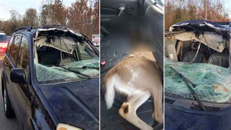 Deer Crashes Through Womans Windshield On Route 9 In Howell Township